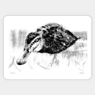 Mallard portrait by 'AllansArts' Sticker